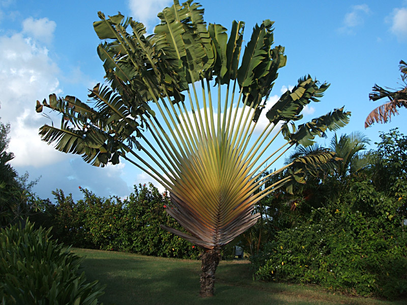 Traveler palm, property of the Inn on the Blue Horizon