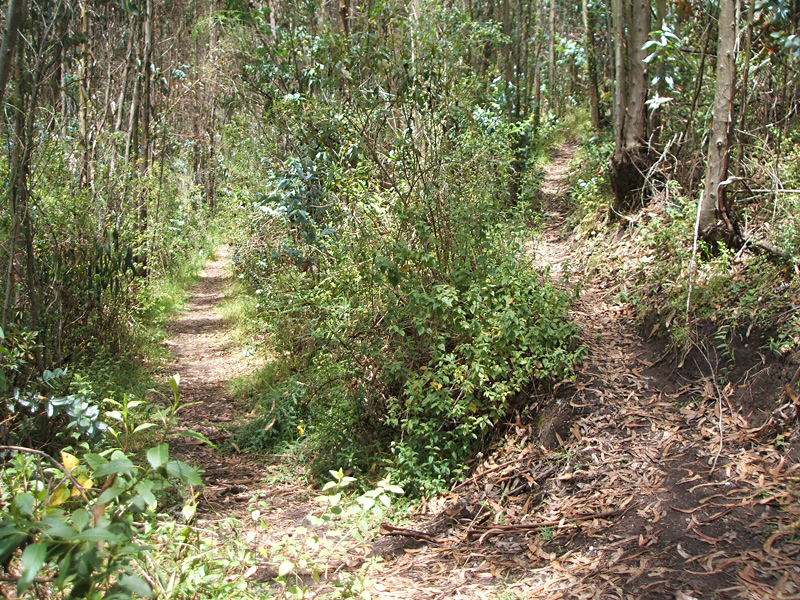 red trail goes up to the right