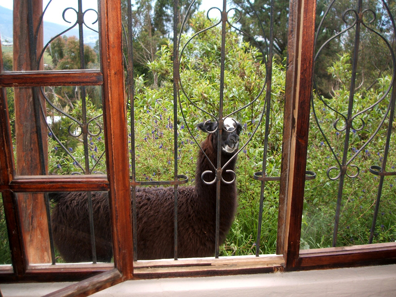 llama at our window, HSJ