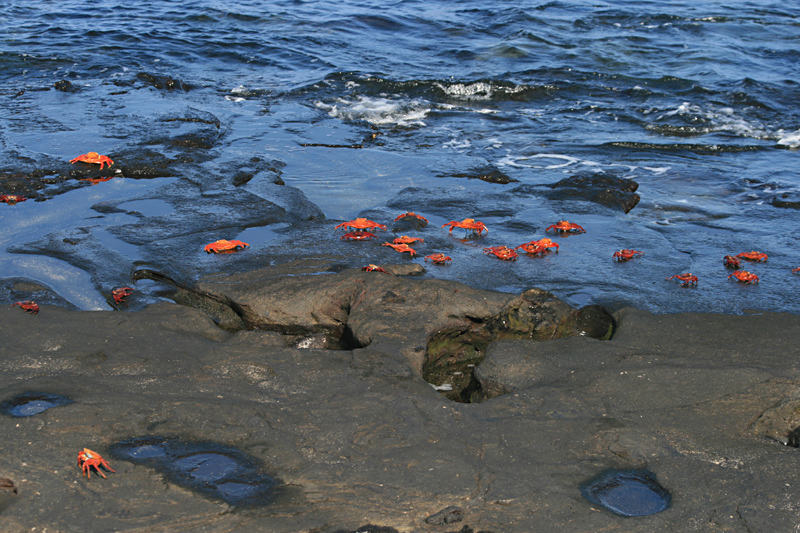 sally lightfoot army, Puerto Egas