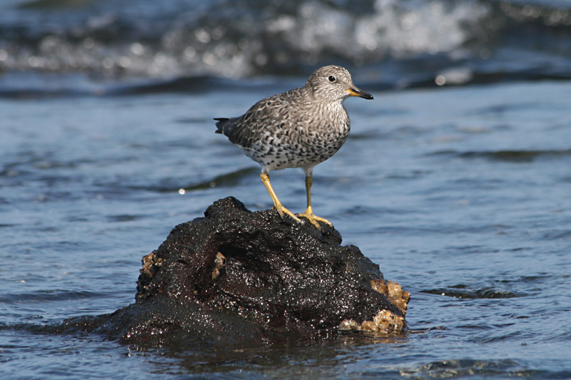 wandering tattler, Puerto Egas