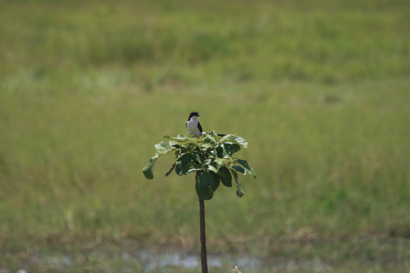 shrike, Silale Swamp