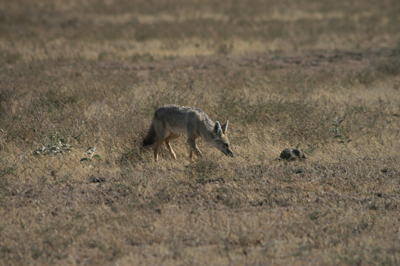 black-backed jackal