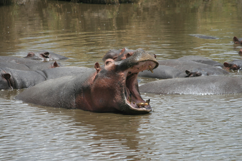 hippo, Mbalangeti River