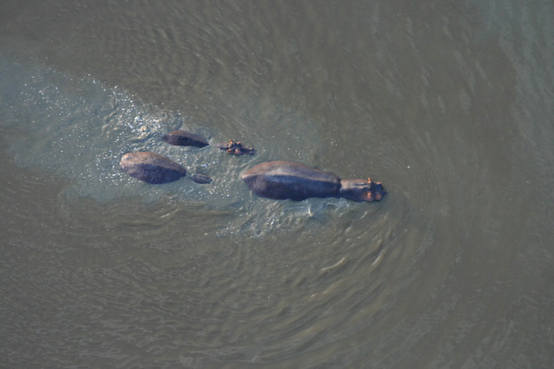 hippos from the air