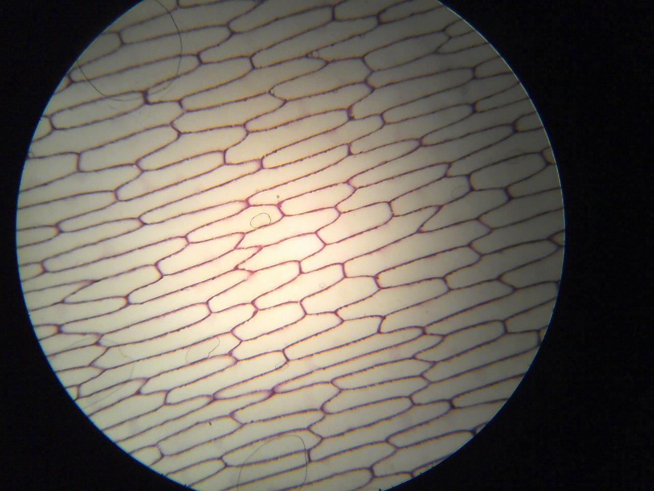 Onion Cells medium power