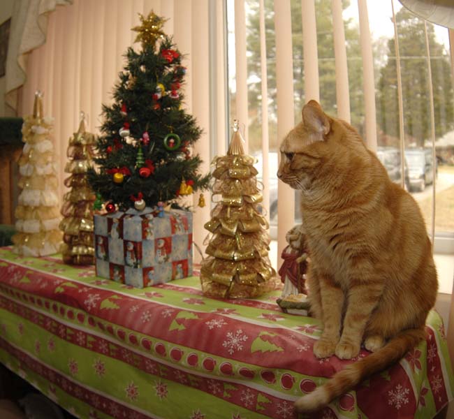 Christmas cat