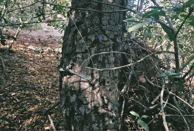 Remains of water hose nailed to a tree.  We used that hose to pull ourselves up the hillside.