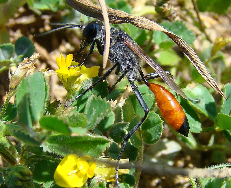 Vespa // Thread-Waisted Wasp (Podalonia tydei)