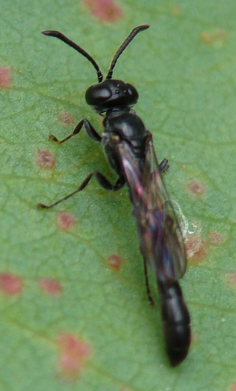 Vespa // Wasp (Trypoxylon sp.)