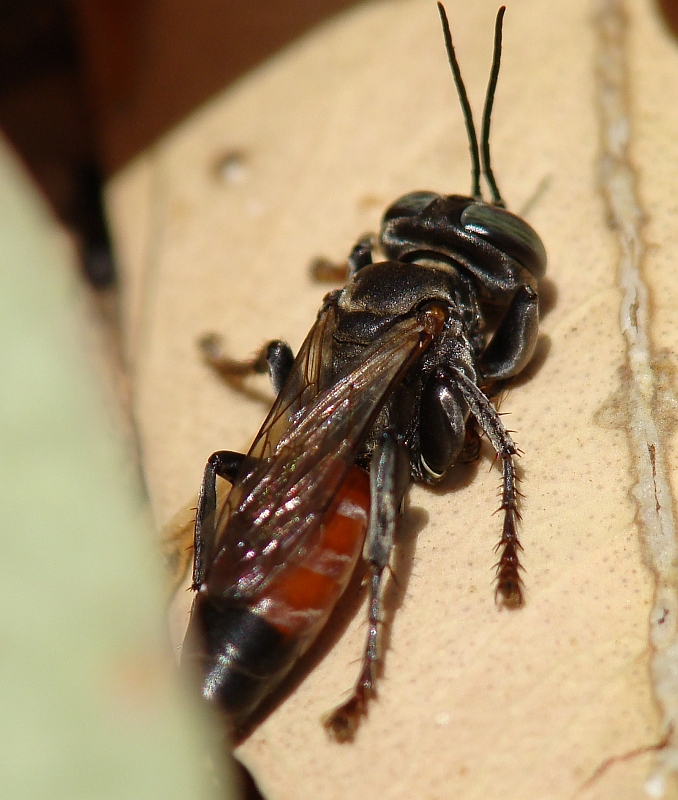 Vespa // Square-headed Wasp (Tachysphex sp.)