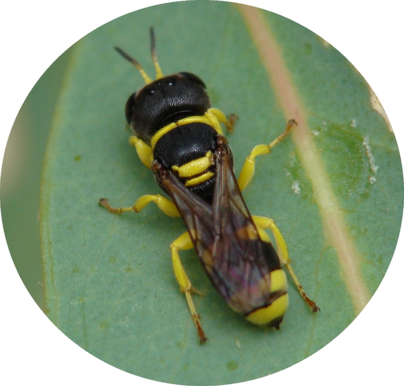 Vespa // Square-headed Wasp (Ectemnius hypsae)