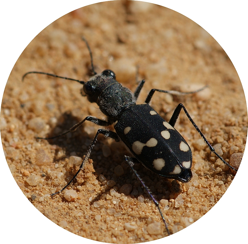 Escaravelho // Tiger Beetle (Cassolaia maura maura)