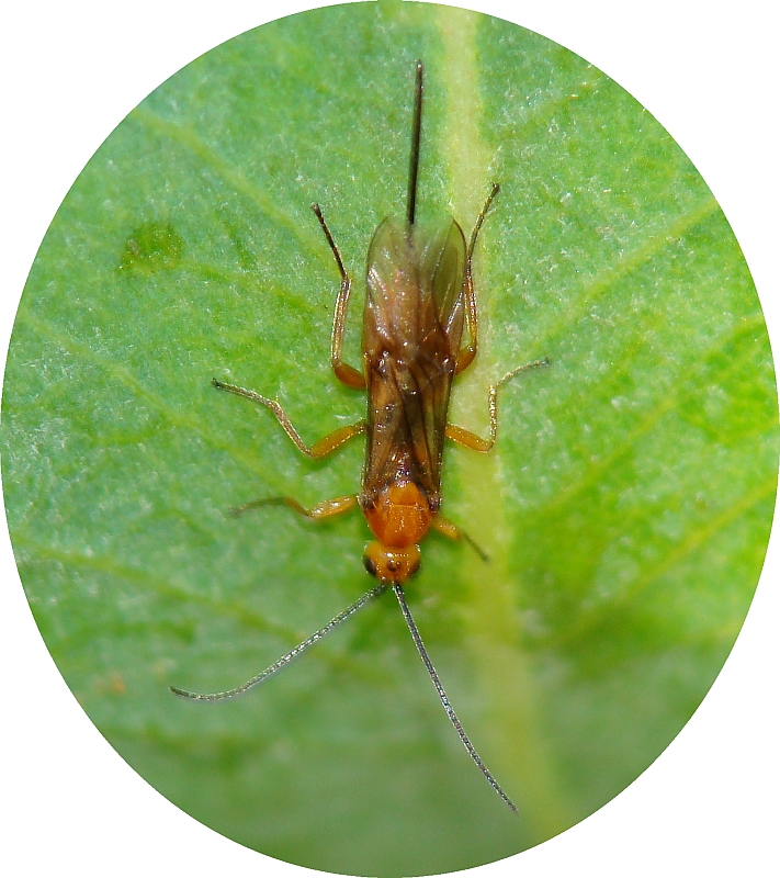 Vespa da famlia Braconidae // Braconid Wasp (Bracon sp.)
