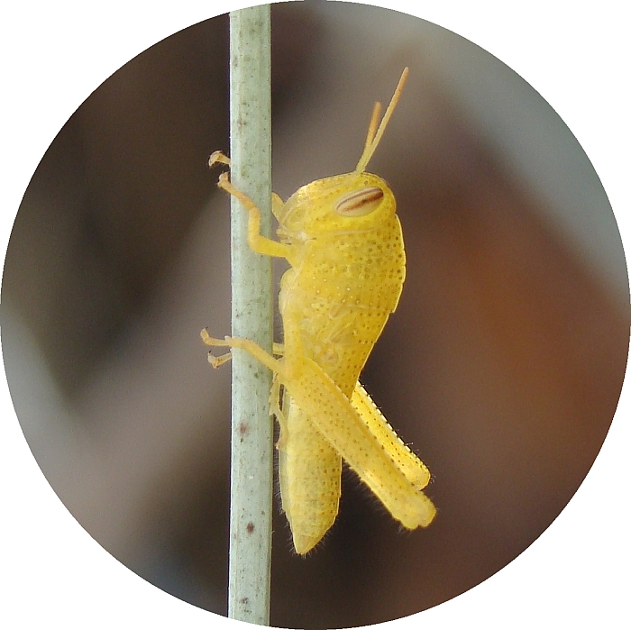 Gafanhoto-do-egipto, ninfa /|\ Egyptian Grasshopper (Anacridium aegyptium), nymph