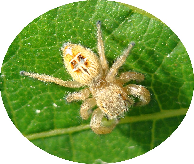 Aranha // Jumping Spider (Thyene imperialis)
