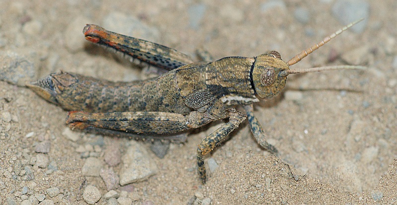 Gafanhoto // Toad Grasshopper (Acinipe cf. paulinoi), male
