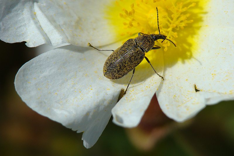 Escaravelho // Beetle (Mycterus curculioides)