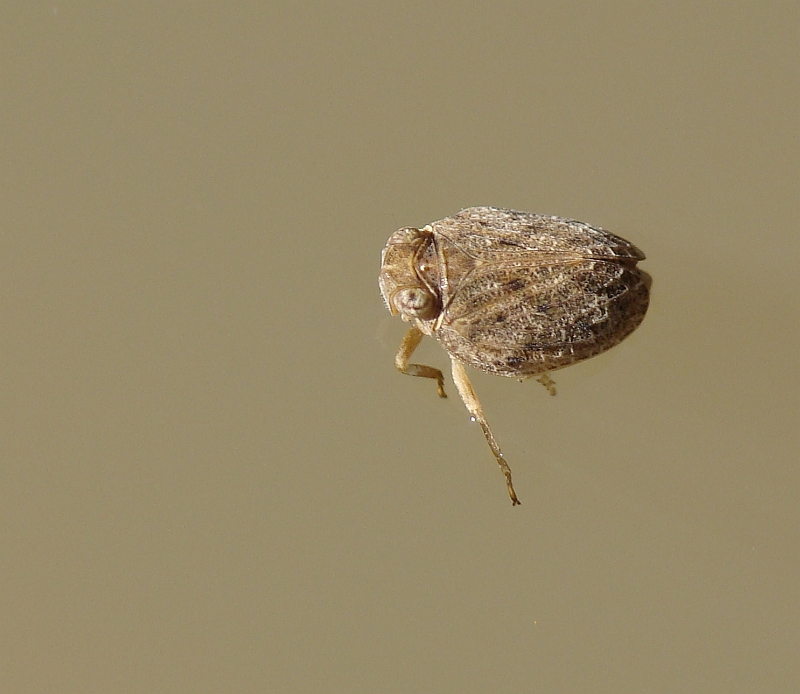 Percevejo Aqutico // Water Bug (Issus coleoptratus)