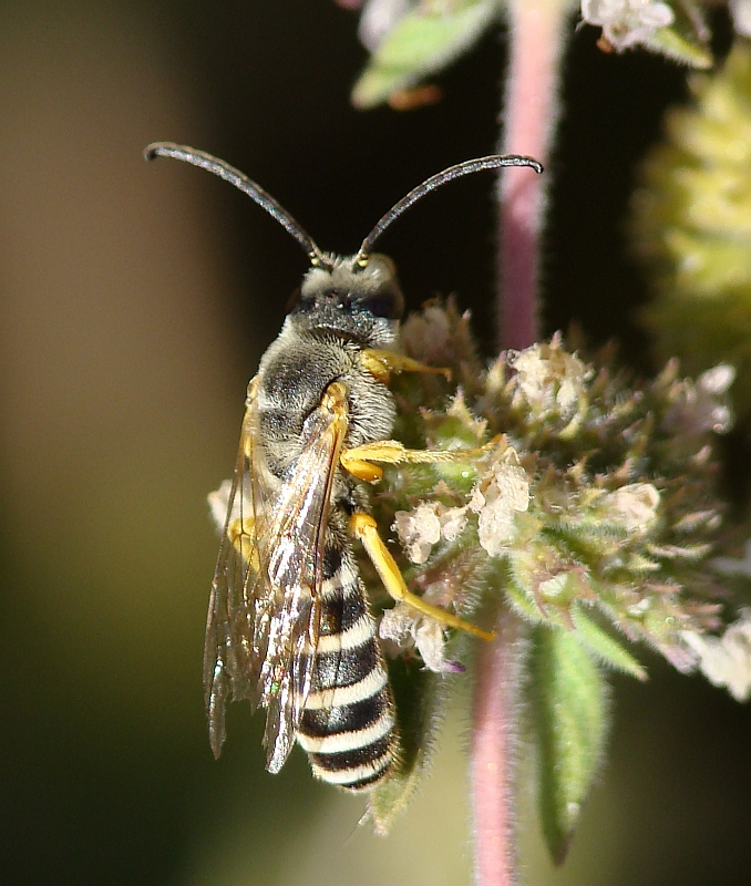 Abelha // Sweat Bee (Halictus scabiosae), male