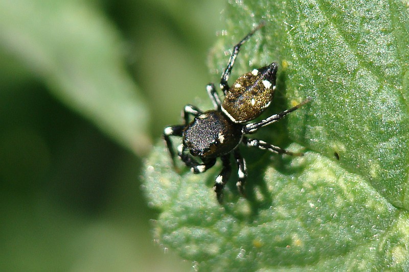 Aranha da famlia Salticidae // Jumping Spider (Heliophanus Kochii)