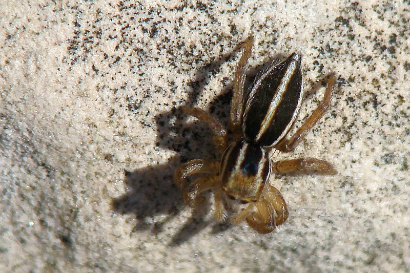 Aranha da famlia Salticidae // Jumping Spider (Phlegra bresnieri)