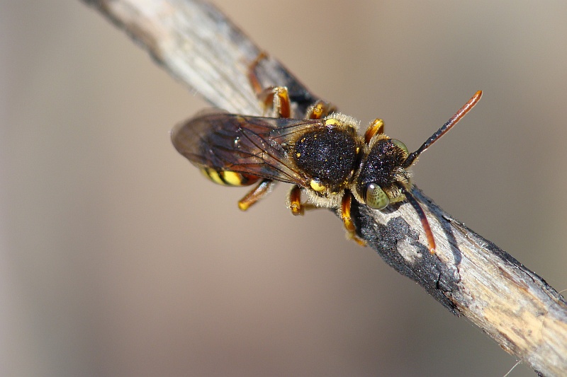 Abelha // Cuckoo Bee (Nomada lathburiana), male