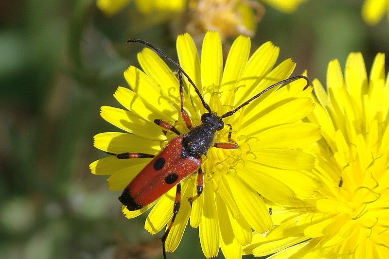 Escaravelho // Beetle (Nustera distigma), male