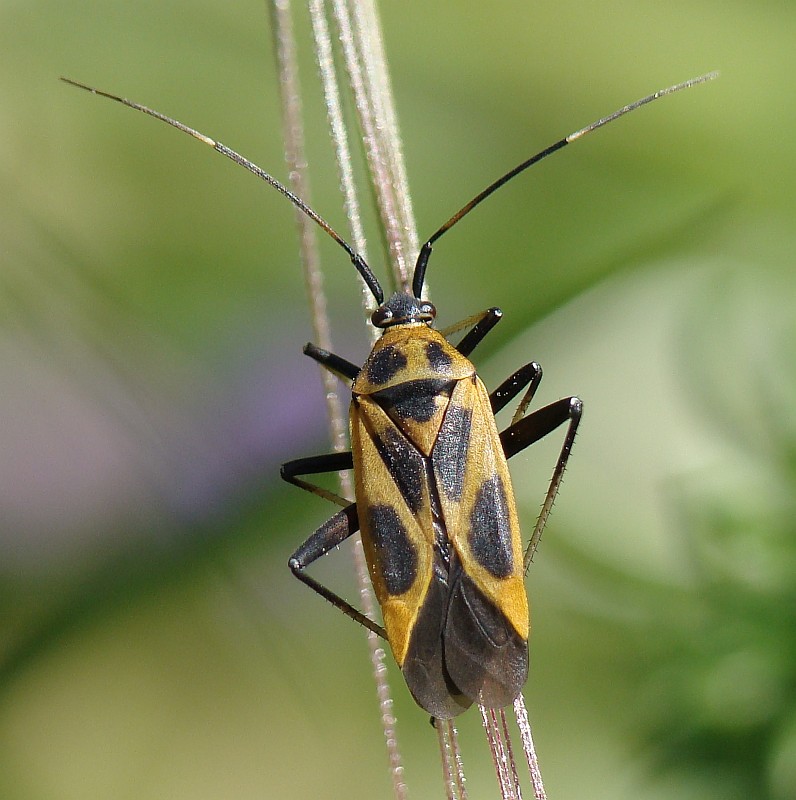 Percevejo // Bug (Calocoris nemoralis forma hispanica)