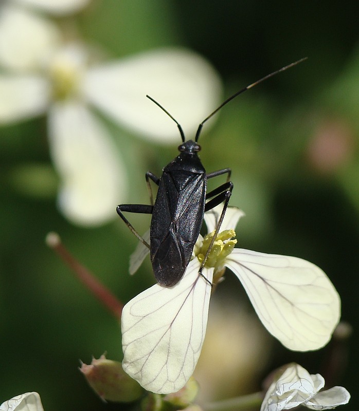 Percevejo // Bug (Calocoris nemoralis forma picea)