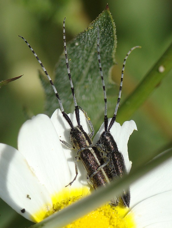 Escaravelhos // Beetles (Agapanthia cardui)
