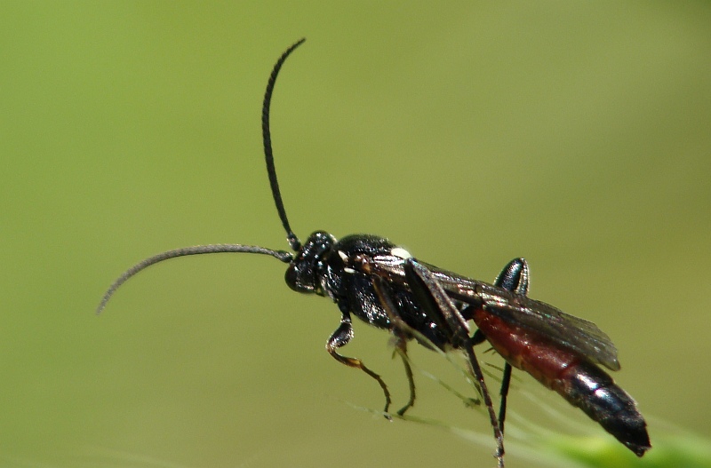 Vespa // Ichneumon Wasp (Barichneumon derogator)