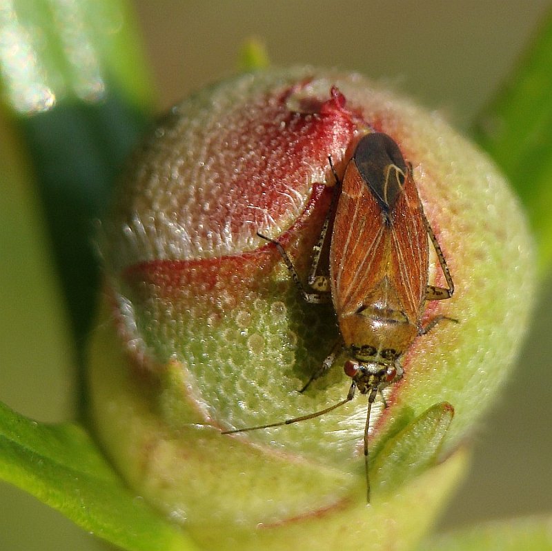 Percevejo // Bug (Pachyxyphus lineellus)