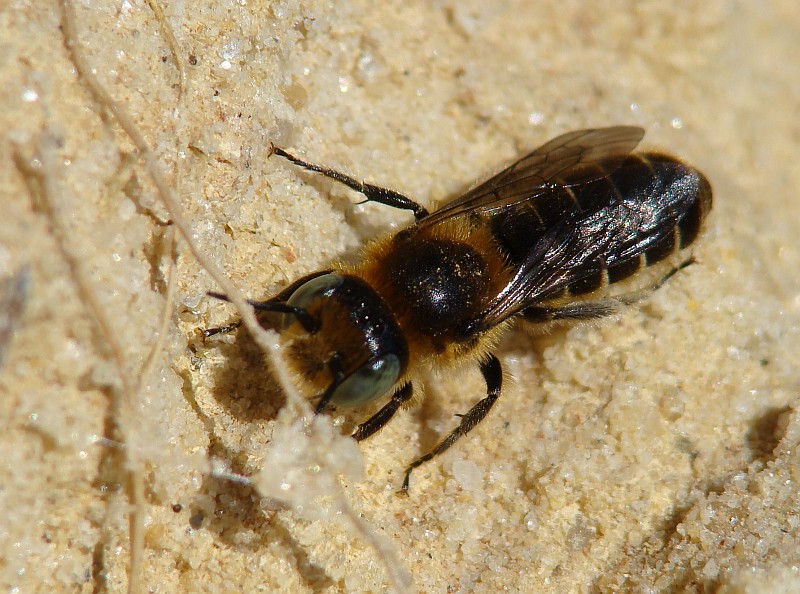 Abelha // Mason Bee (Hoplitis sp.), female