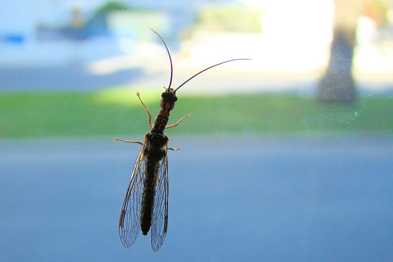 Insecto // Snakefly (Raphidia sp.)