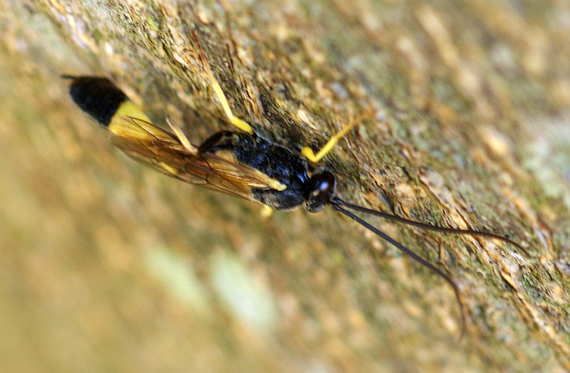 Vespa da famlia Ichneumonidae // Ichneumon Wasp