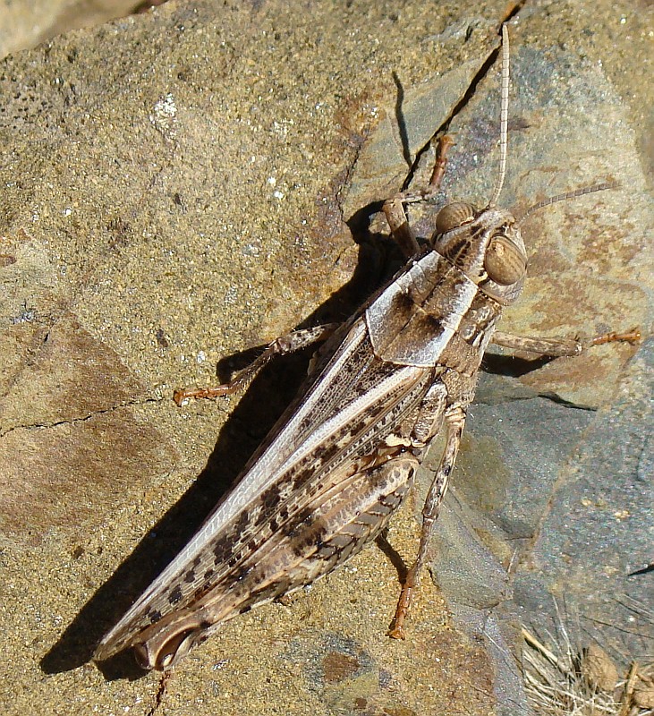Gafanhoto // Grasshopper (Calliptamus barbarus), female