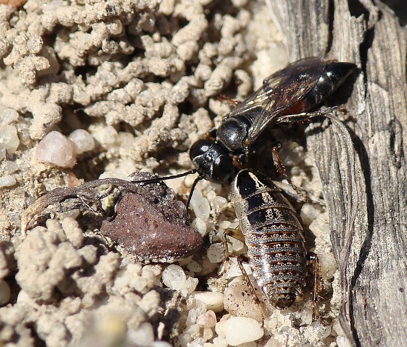 Vespa e Barata // Spider Wasp (Tachysphex sp. ) and Cockroach (Phyllodromica subaptera)