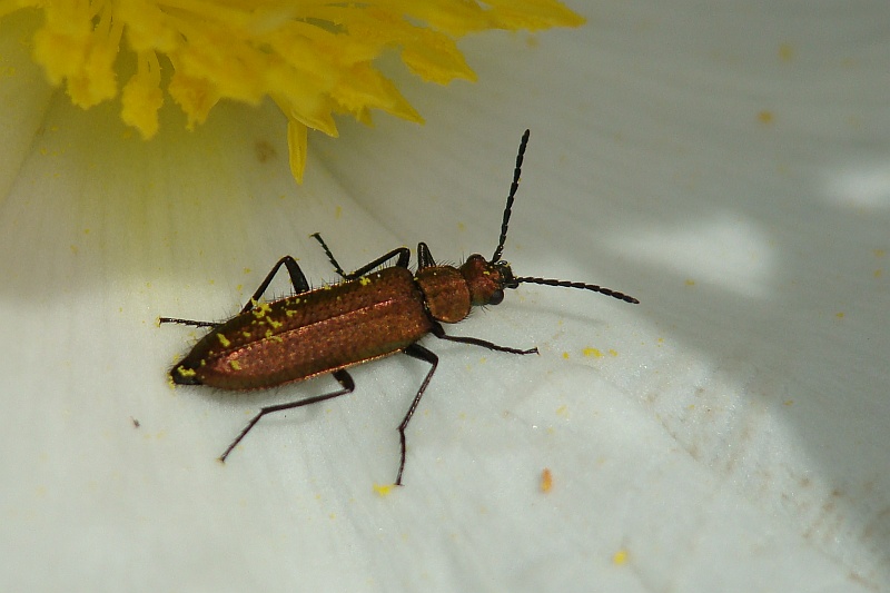 Escaravelho // Beetle (Psilothrix viridicaeruleus)