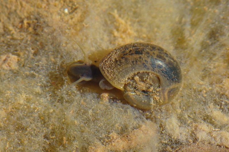 Caracol de gua // Water Snail (Planorbarius metidjensis)
