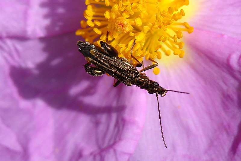 Escaravelho // Beetle (Oedemera flavipes)