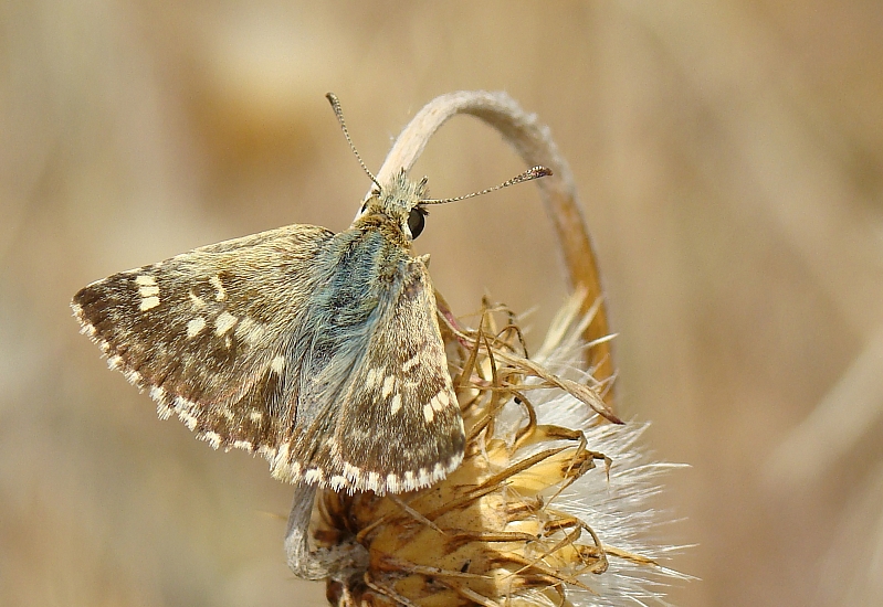 Borboleta // Sage Skipper (Syrichtus proto)