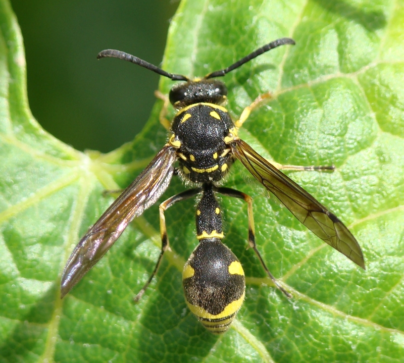 Vespa  // Wasp (Eumenes papillarius)