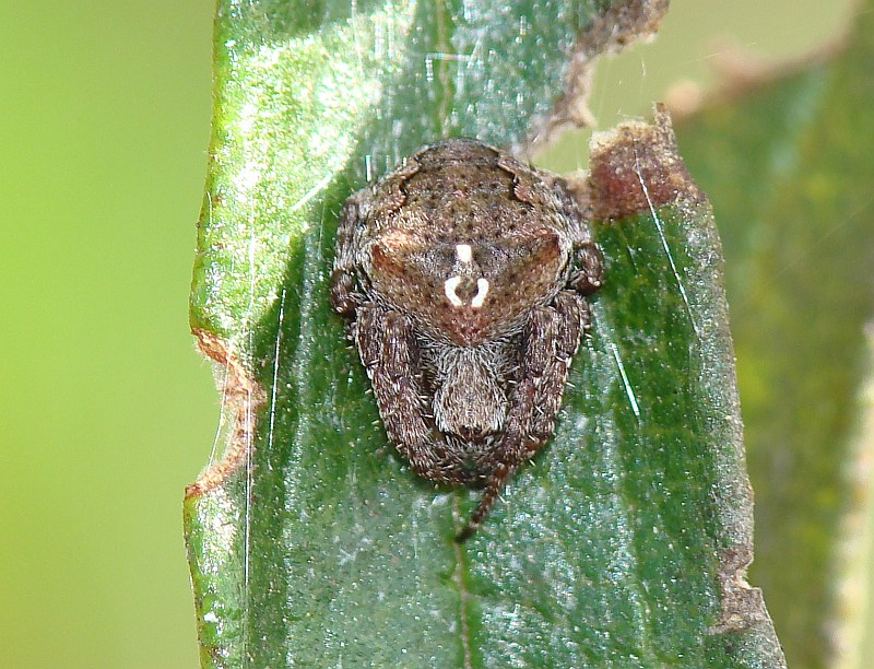 Aranha // Spider (Araneus angulatus)