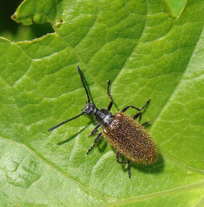 Escaravelho // Beetle (Lagria sp.)