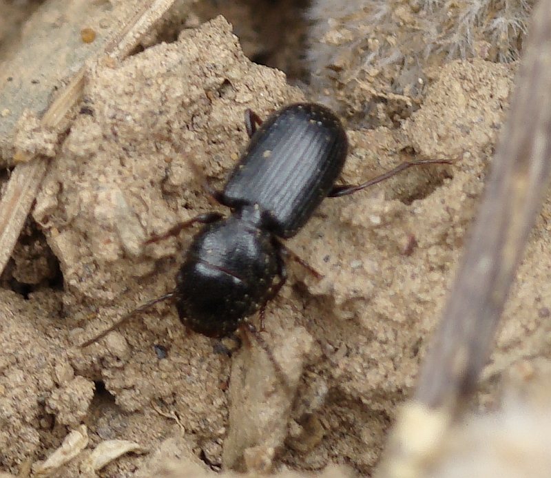 Escaravelho // Beetle (Dixus clypeatus)
