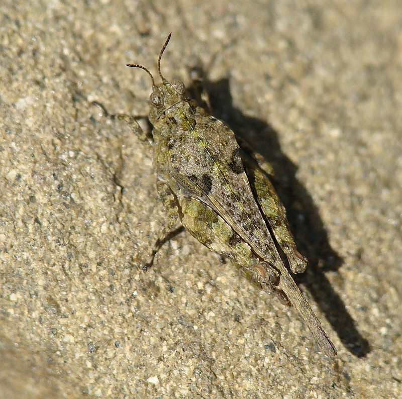 Gafanhoto de antenas curtas // Grasshopper (Paratettix meridionalis)