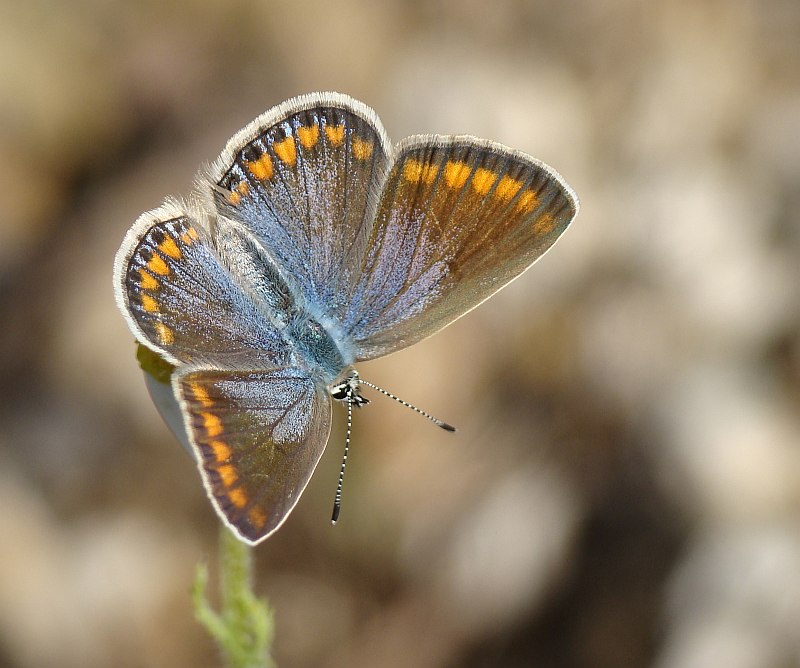 caro // Common Blue (Polyommatus icarus), female
