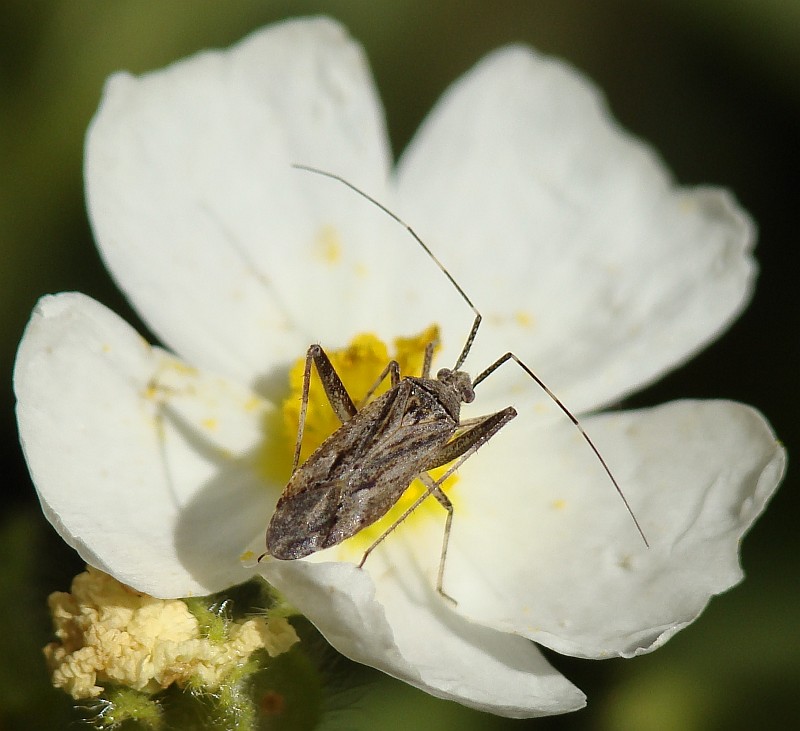 Percevejo // Bug (Phytocoris sp.)