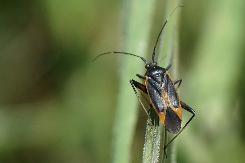 Percevejo // Bug (Calocoris nemoralis forma vittata)